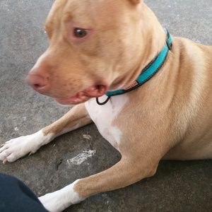 Meet your Posher, Perry